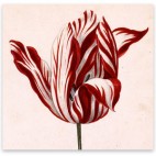 Semper_Augustus_Tulip_17th_