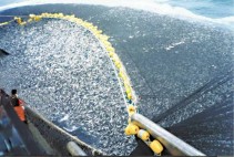 overfishing-thousands-of-pounds-of-jack-mackerel-noaa-images