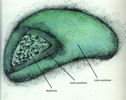 chloroplast