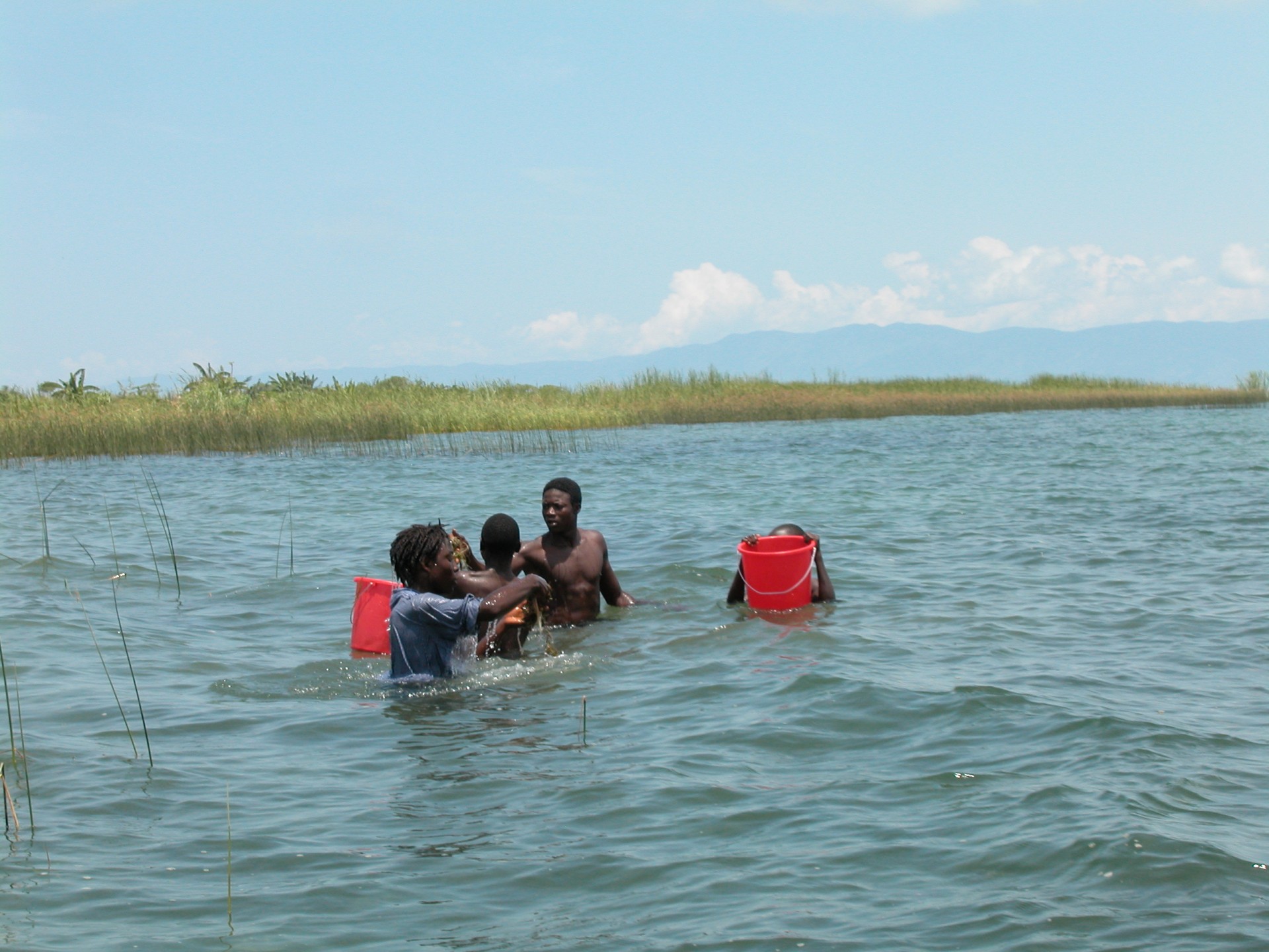 Collecting hydrilla in Lake Tanganyika