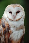 wildlife_barn_owl