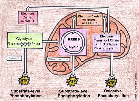 simple aerobic respiration diagram