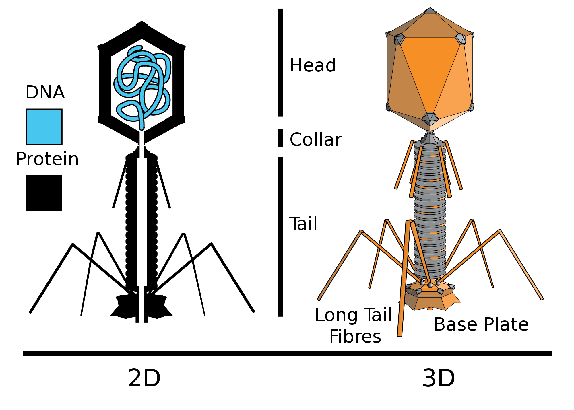 bacteriophage diagram