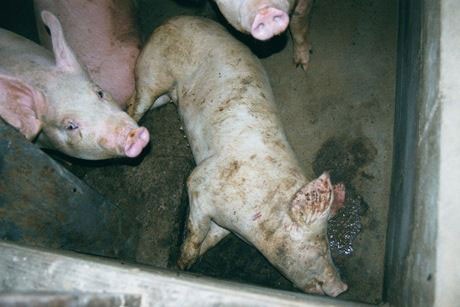 pigs-downer-slaughter