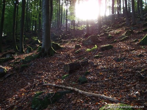 44877-more-magical-forest-scenery-frankenstein-germany