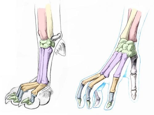 canine-front-paw-bones-compare