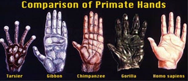 comparison-primate-hands