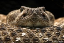 rattlesnake_02tfk