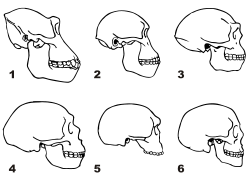 250px-Craniums_of_Homo