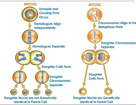 Form & Function in Science, Definition, Relationship & Examples - Lesson