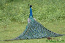 Peafowl_3