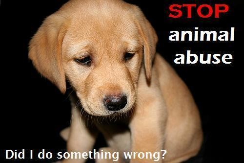 Stop-animal-abuse-animal-rights-10822026-500-333