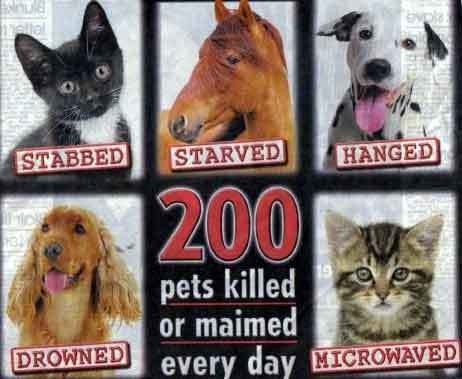 Stop-Animal-Cruelty-against-animal-cruelty-7968325-462-379