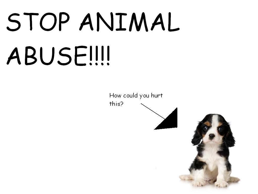 help stop animal abuse