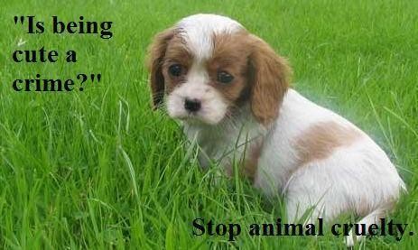 Stop-Animal-Cruelty-against-animal-cruelty-7969135-463-277