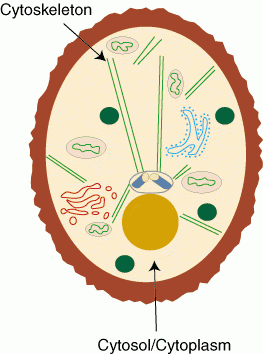 cytosol