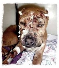 stop.pit.bull.fighting..animal.abuse