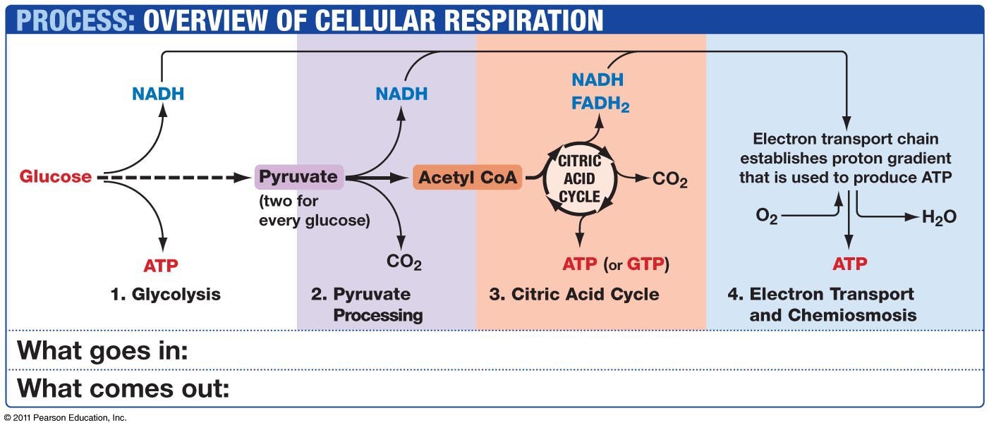 09_08_cellular_respiratio-L