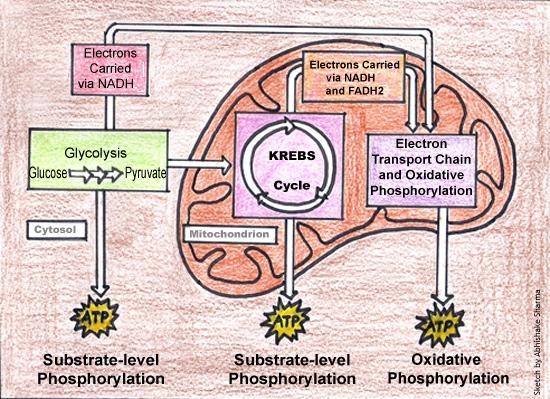 cellular-respiration-diagram
