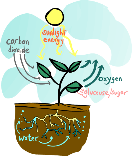 photosynthesis