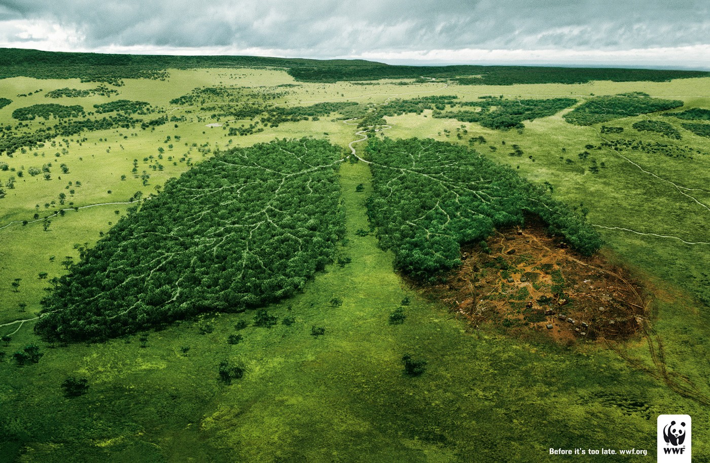 deforestation and lungs