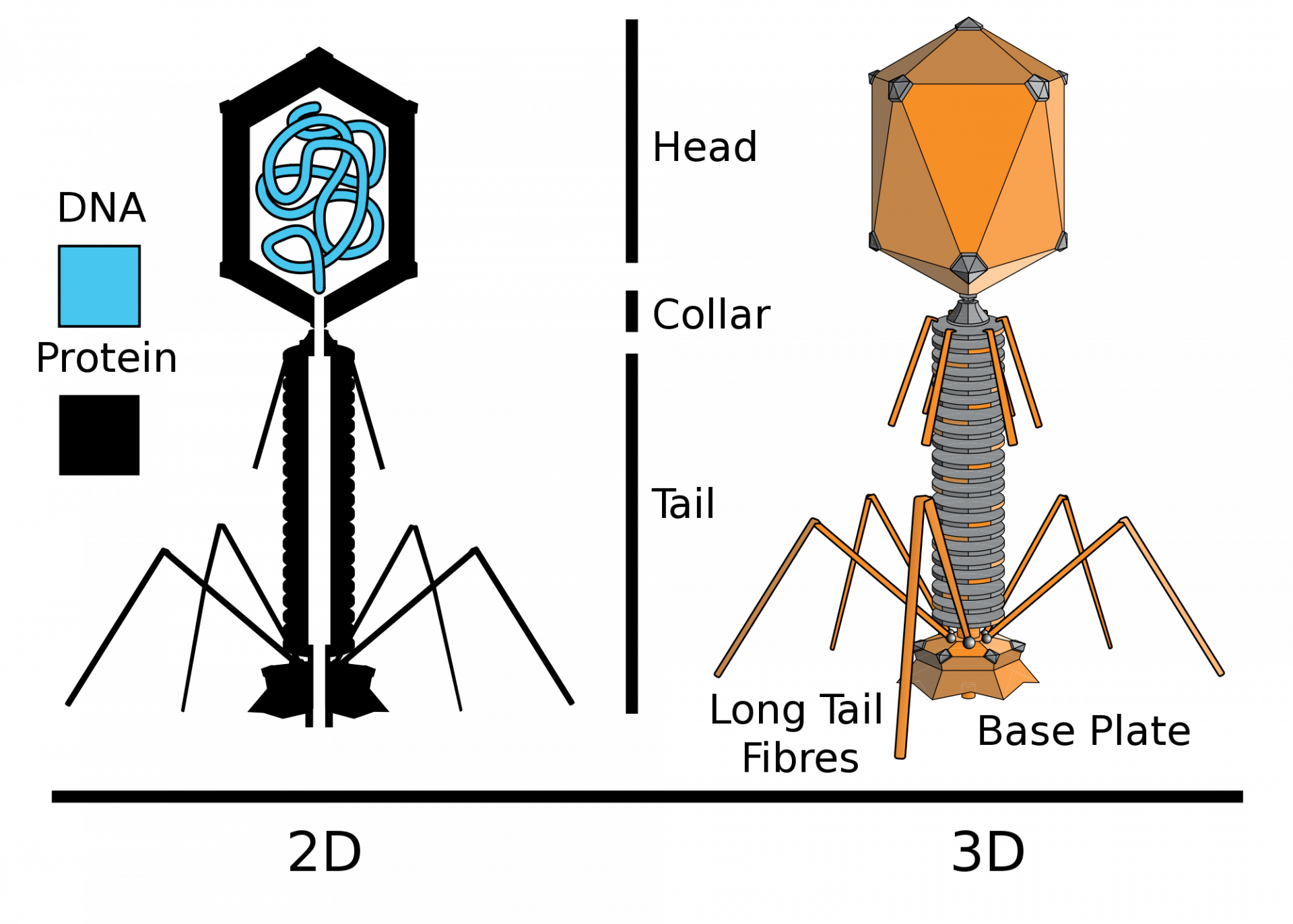 bacteriophage-diagram