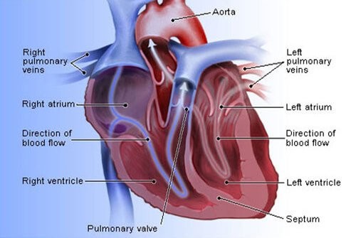 This is an image of what a normally functioning heart should look like