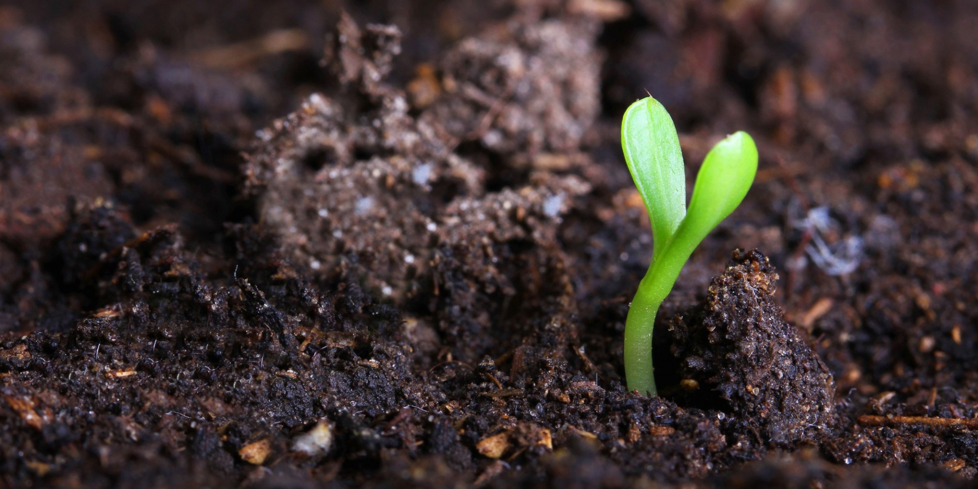plant-soil-gardening-sprout