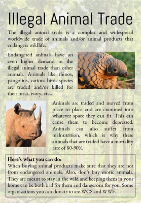 Here is my illegal animal trade informational poster.