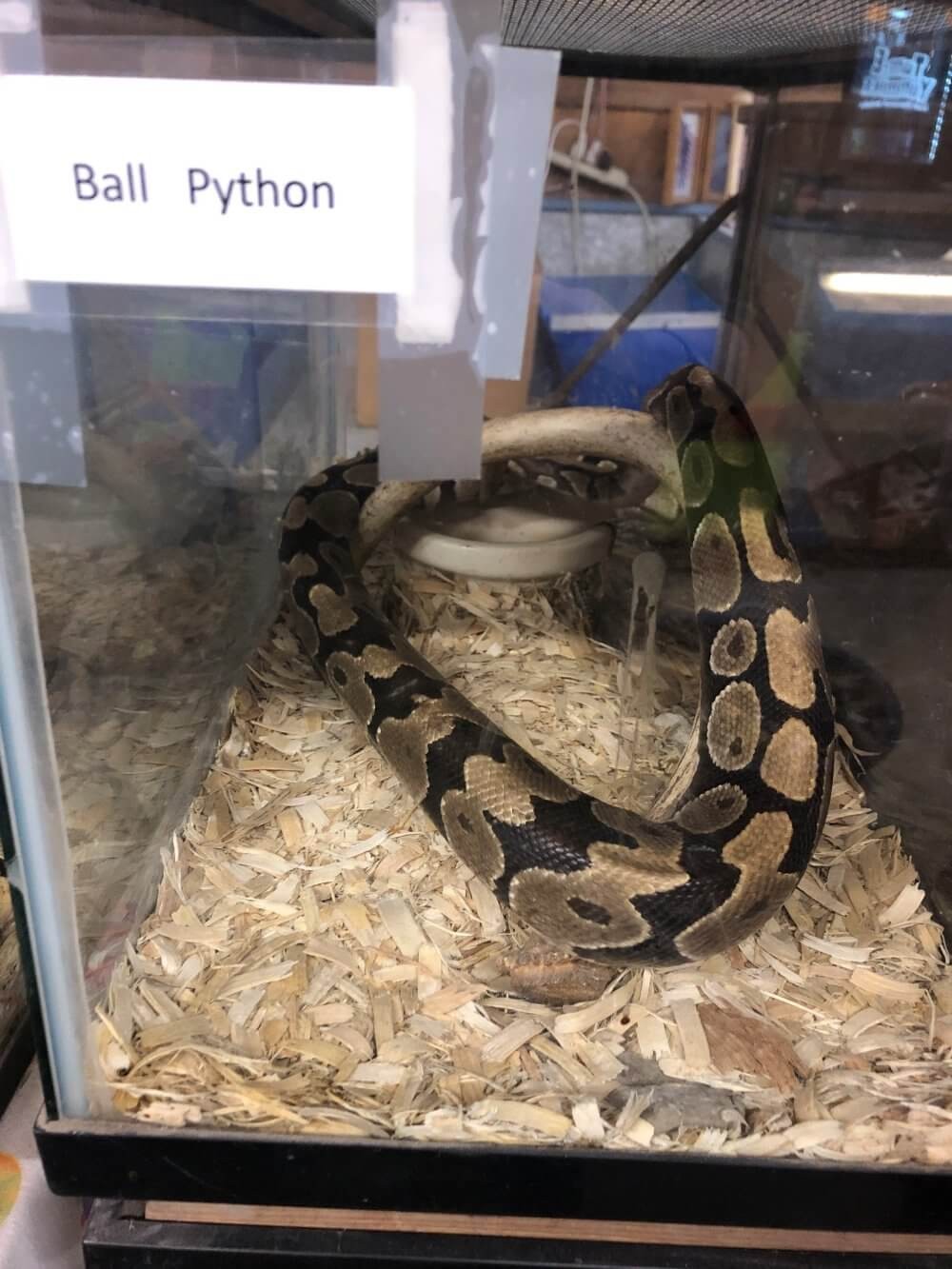 ball-python-tiny-enclosure_4831-rotated (1)