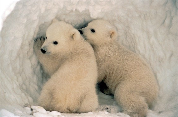 polarbear_cubsinden_575x377