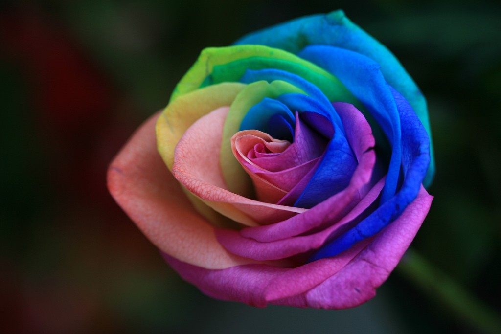 A-Single-Rainbow-Rose