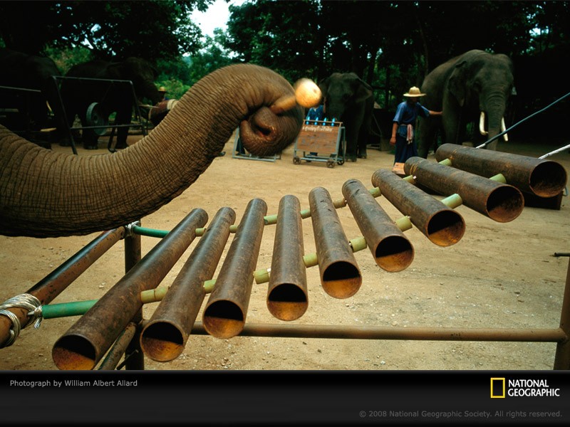 elephant-xylophone-allard-983937-sw-1