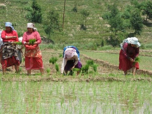 rice-plantation-harisiddhi