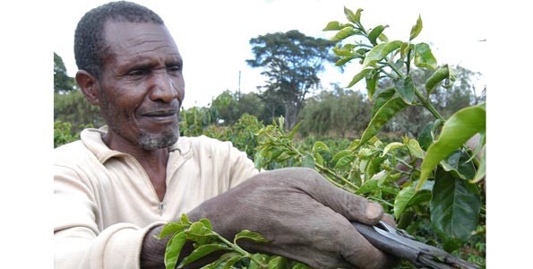 Kenya Coffee Farming